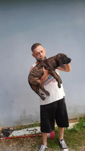 Lindos filhotes de Fila Brasileiro 