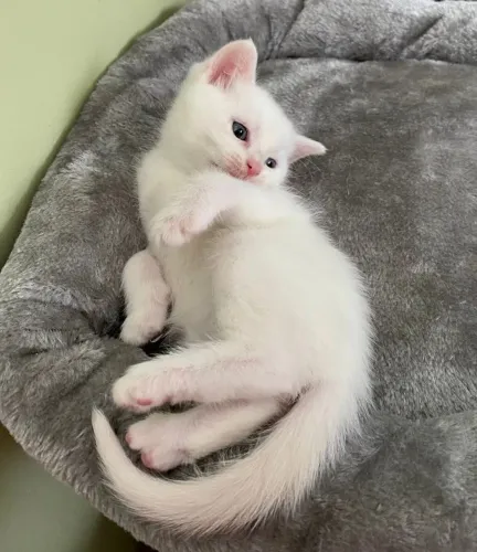 Encantador Filhote de Angorá 