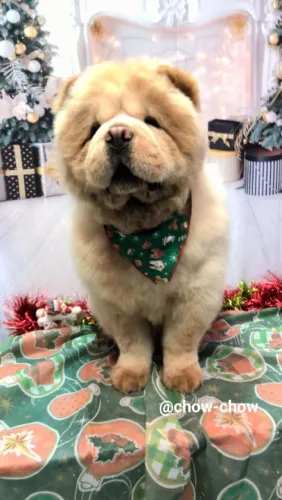 A procura de uma namorada chow-chow 