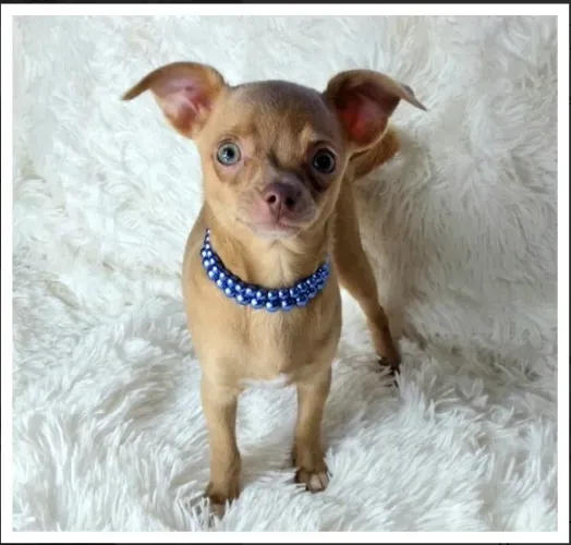 Chihuahua Macho Creme Os Filhotes Que Você Sonhou!