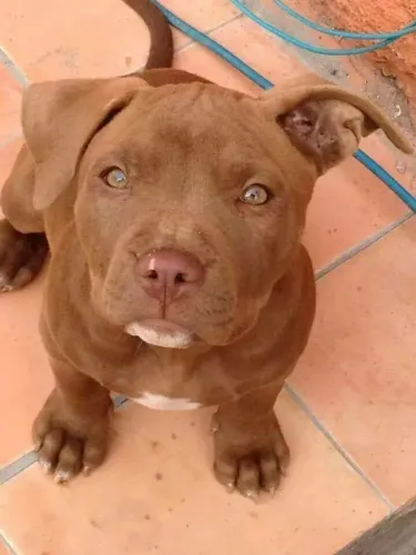 Pitbull Filhote Marrom - Pelúcia e Olhos Atraentes