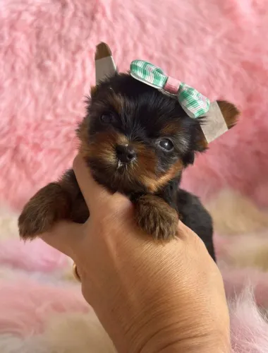 Yorkshire menina micro para reserva. Uma princesa!