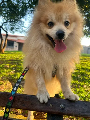 DOAÇÃO - LULU DA POMERÂNIA MACHO