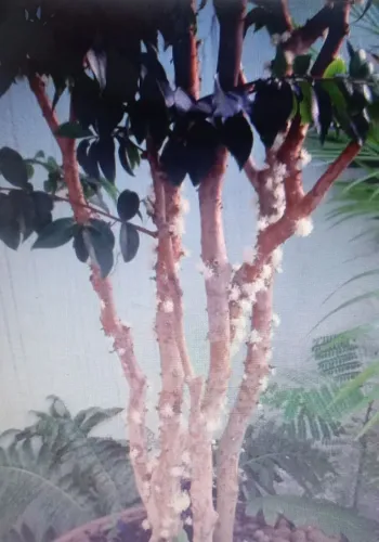 Árvores Frutíferas - Jabuticaba (já produzindo) híbrida