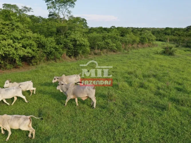 Fazenda em Natividade-TO. Área Total: 227 Alqueires (1.098 Hectares) Beira do Rio Manuel A