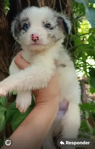 Border collie nostalgico