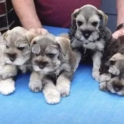 Disponível Bebês Schnauzer