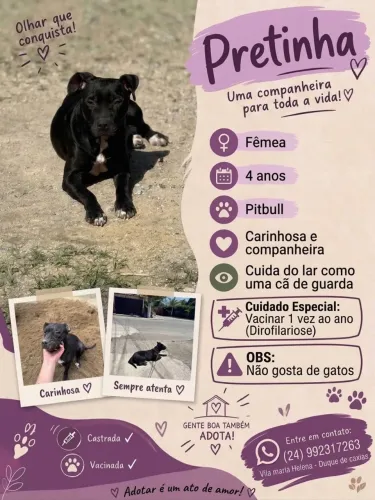 Adoção Responsável Pitbull