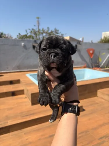 Filhotes de Buldogue Francês