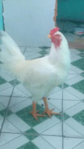 Galo. Caipira. De. 8. Meses. Branco. Mestiço. Leia