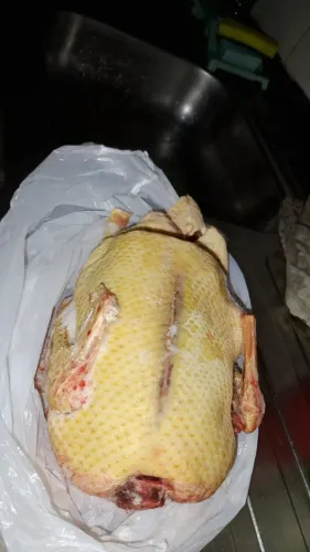 Vendemos patos - vivos e tratados. Criação orgânica sem hormonios ou aditivos