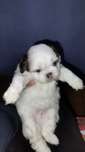 Cachorro shittuz puro