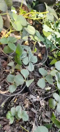 Mudas de morango