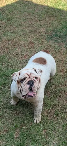 Buldogue inglês fêmea adulta
