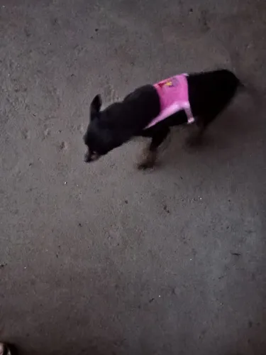 Cachorro Pincher