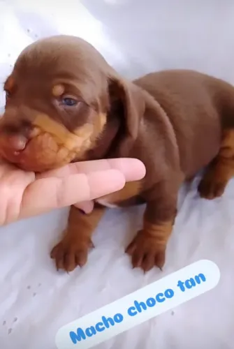 Dachshund chocolate 