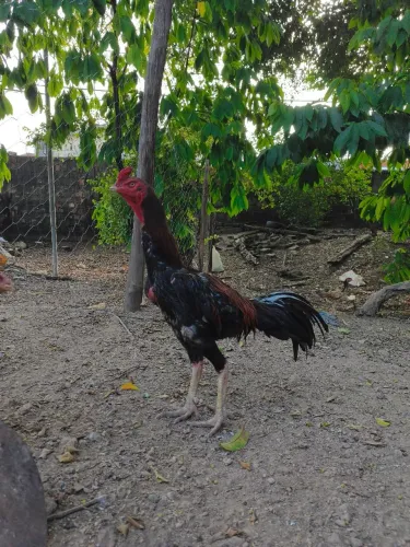 Galo 