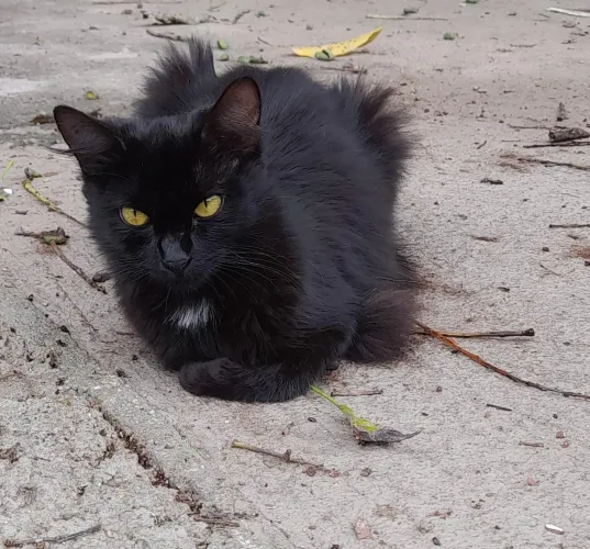 Gatinhos para adoção