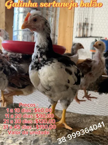 Galinha sertaneja balão (GSB)