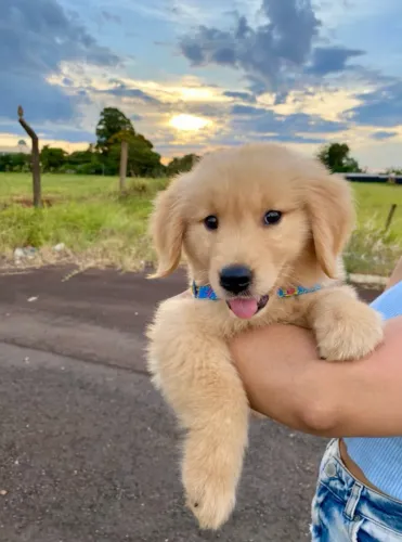 Doa-se Golden Retriever