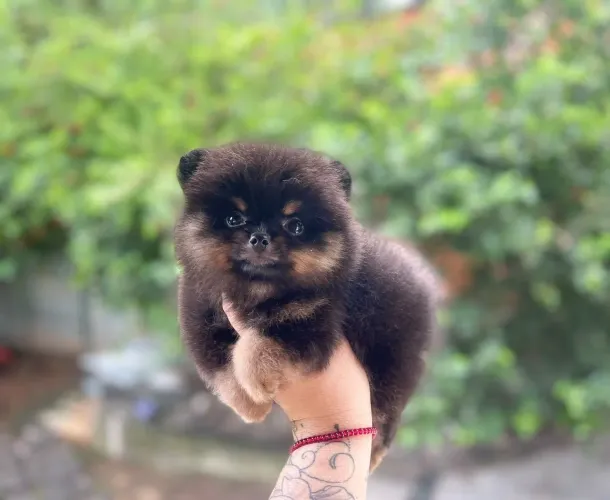 Lindo machinho de spitz com Pedigree e 2dose da vacina