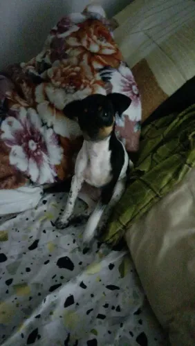 Doação Fox paulistinha