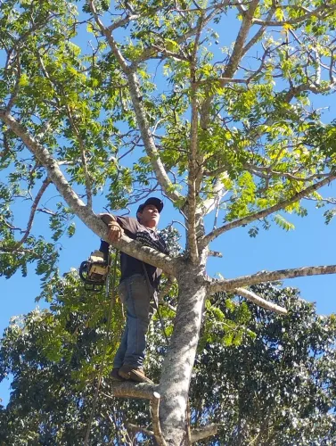 Poda de Árvores/jardinagens *