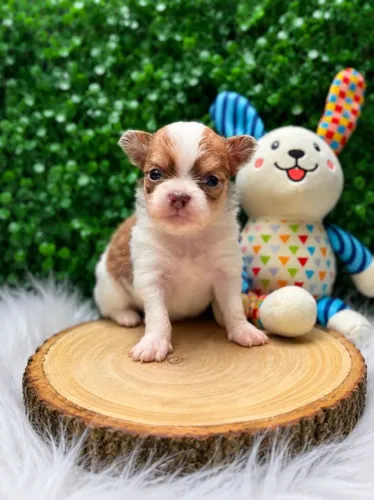 Chihuahua macho pêlo longo branco e creme: A doçura que você sempre sonhou!