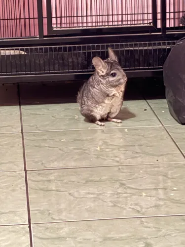 Chinchila