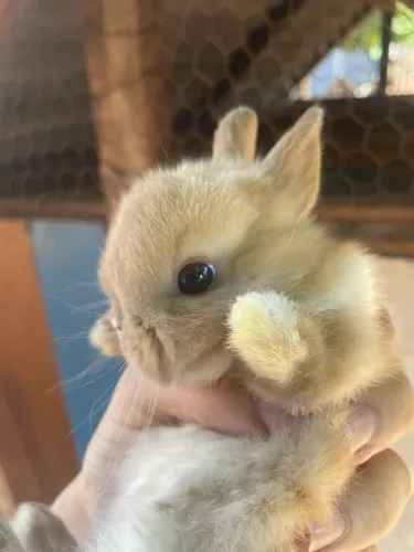 Mini coelhos