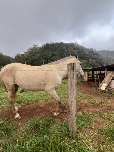 VENDO ÉGUA NOVA