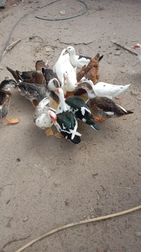 Vendo lote de patos 