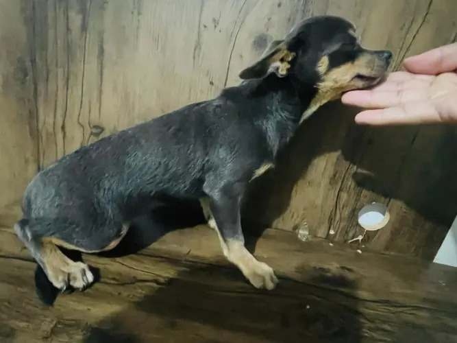 Chihuahua fêmeas micro 