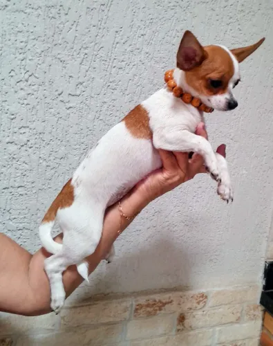 Chihuahua fêmea mini