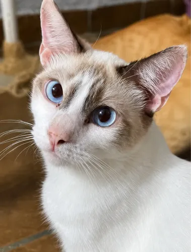 Gata linda castrada e Vacinada para adoção
