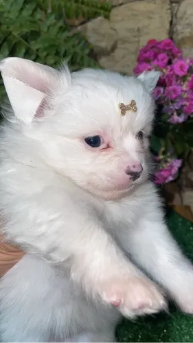 Chihuahua seleção genética