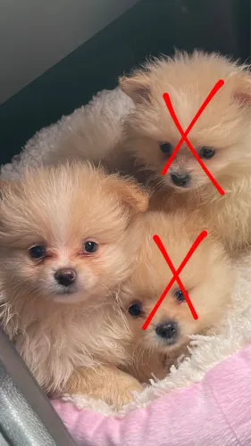 Filhote Lulu da Pomerania 