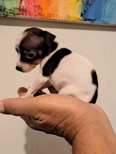 Presenteie quem vc ama filhote de pinscher 0 machinho entrega imediata 