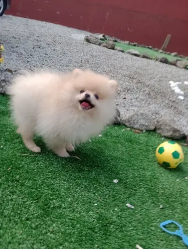 Spitz Alemão Anão, 90 dias, excelente padrão da Raça, com pedigree. Em 10x no cartão.