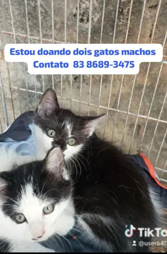 Doação de 2 gatinhos machos