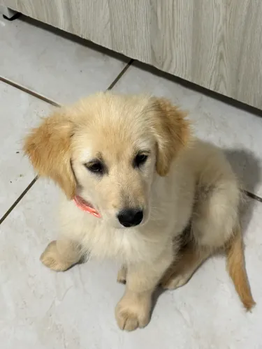 Golden Retriever Fêmea