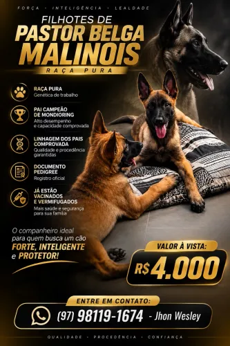 Filhotes de pastor belga malinois