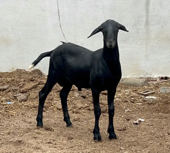 Vende-se borregos Santa Inês PO