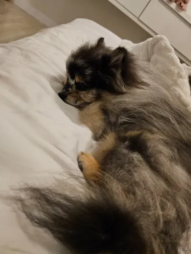 Spitz Merle Macho