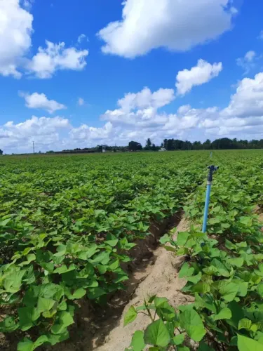 Granja com 18 hectares na região de vera cruz 100% irrigada