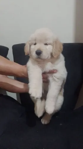 Filhotes de Golden Retriever disponíveis
