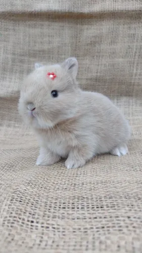 Netherland dwarf linhagem importada