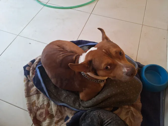 Doação Cachorro SRD com Pitbull Macho Manso