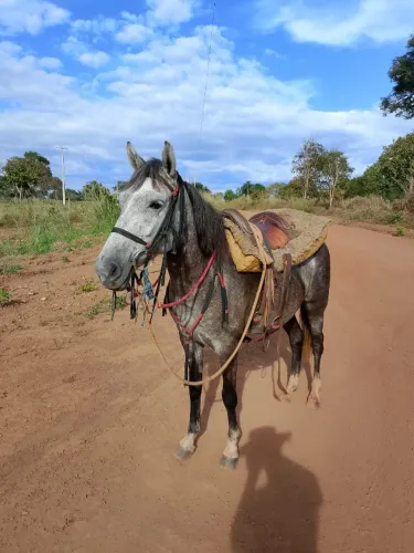 Égua Mansa
