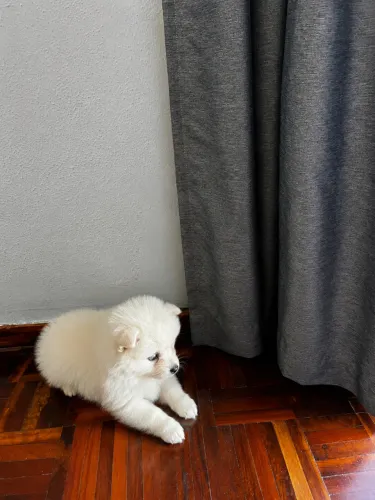 Cachorro da raça pomsky - mini